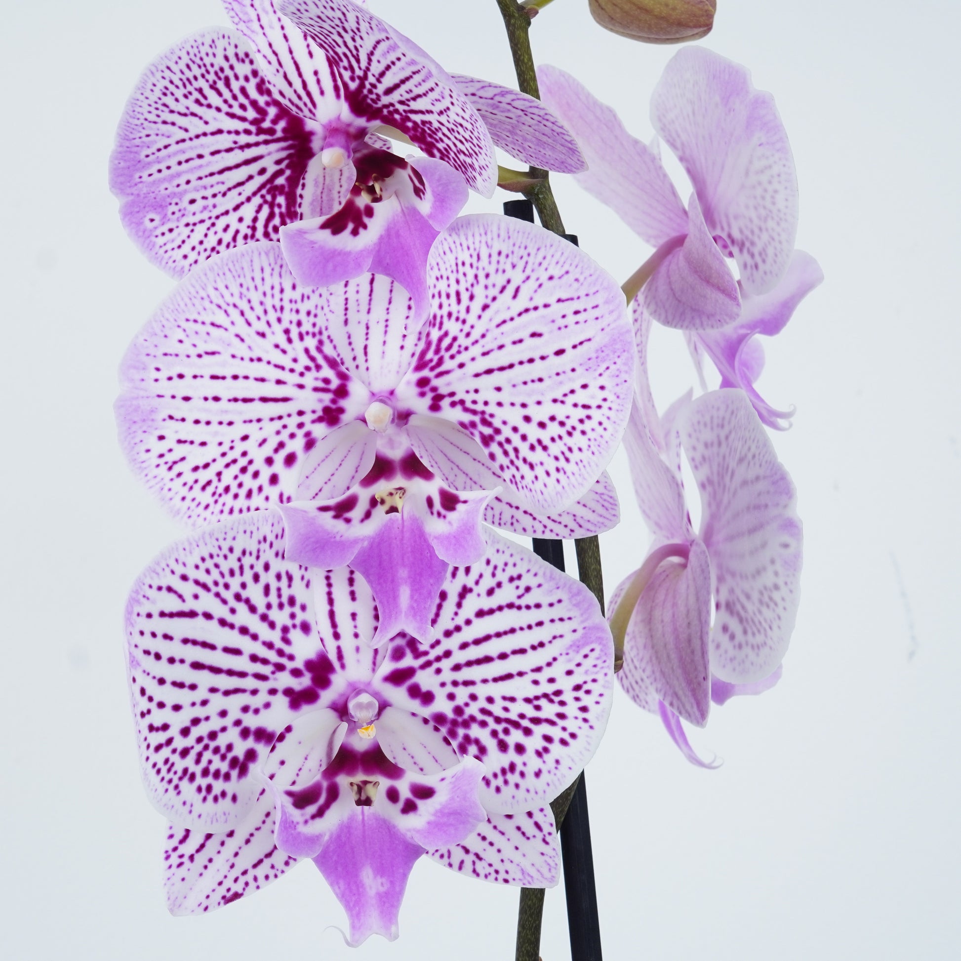 Phalaenopsis Orchid | Venus