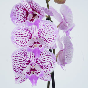 Phalaenopsis Orchid | Venus - Indoor Plant