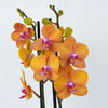 Phalaenopsis Orchid | Carrot Cake