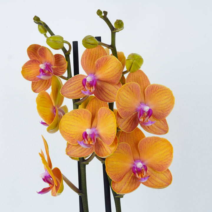 Phalaenopsis Orchid | Carrot Cake