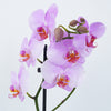 Phalaenopsis Orchid | Pink