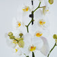 White Phalaenopsis Orchid