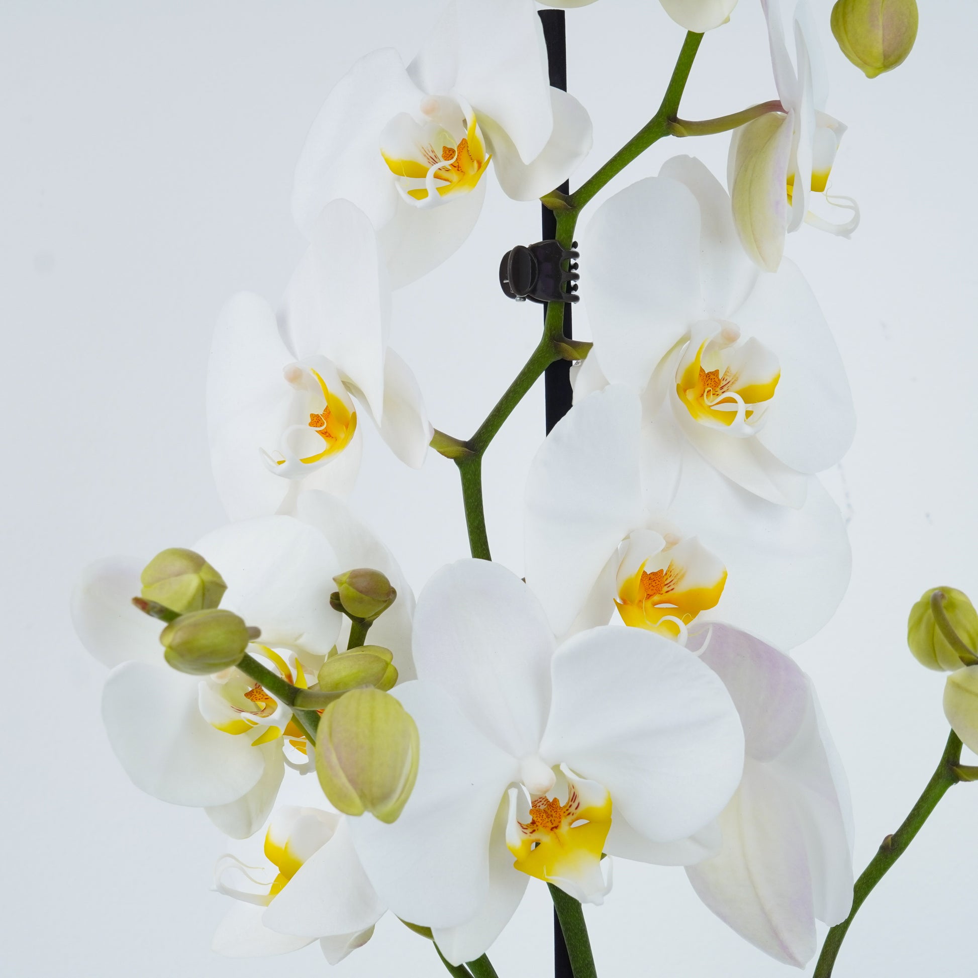 White Phalaenopsis Orchid