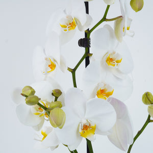 White Phalaenopsis Orchid - Indoor Plant