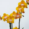 Phalaenopsis Orchid | Las Vegas