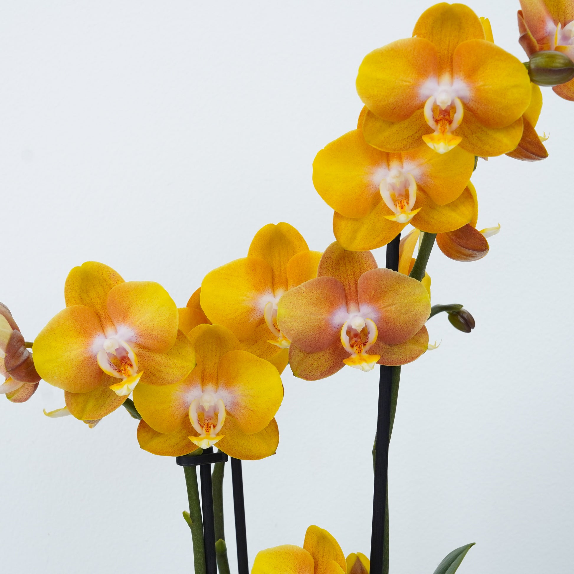 Phalaenopsis Orchid | Las Vegas