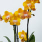 Phalaenopsis Orchid | Las Vegas