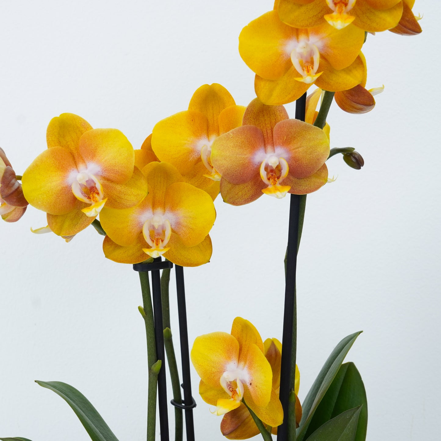 Phalaenopsis Orchid | Las Vegas