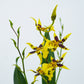 Butterfly Orchid | Titanium Sunshine
