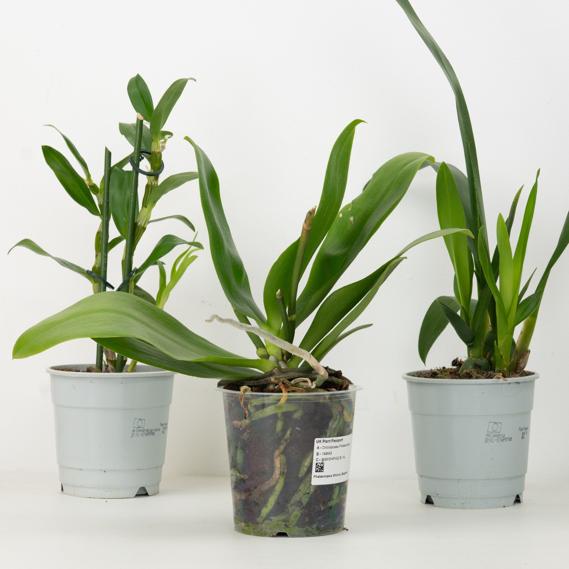 Rescue Me! Orchid Box - Non-Flowering