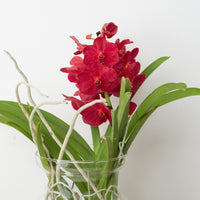 Vanda Orchid | Red