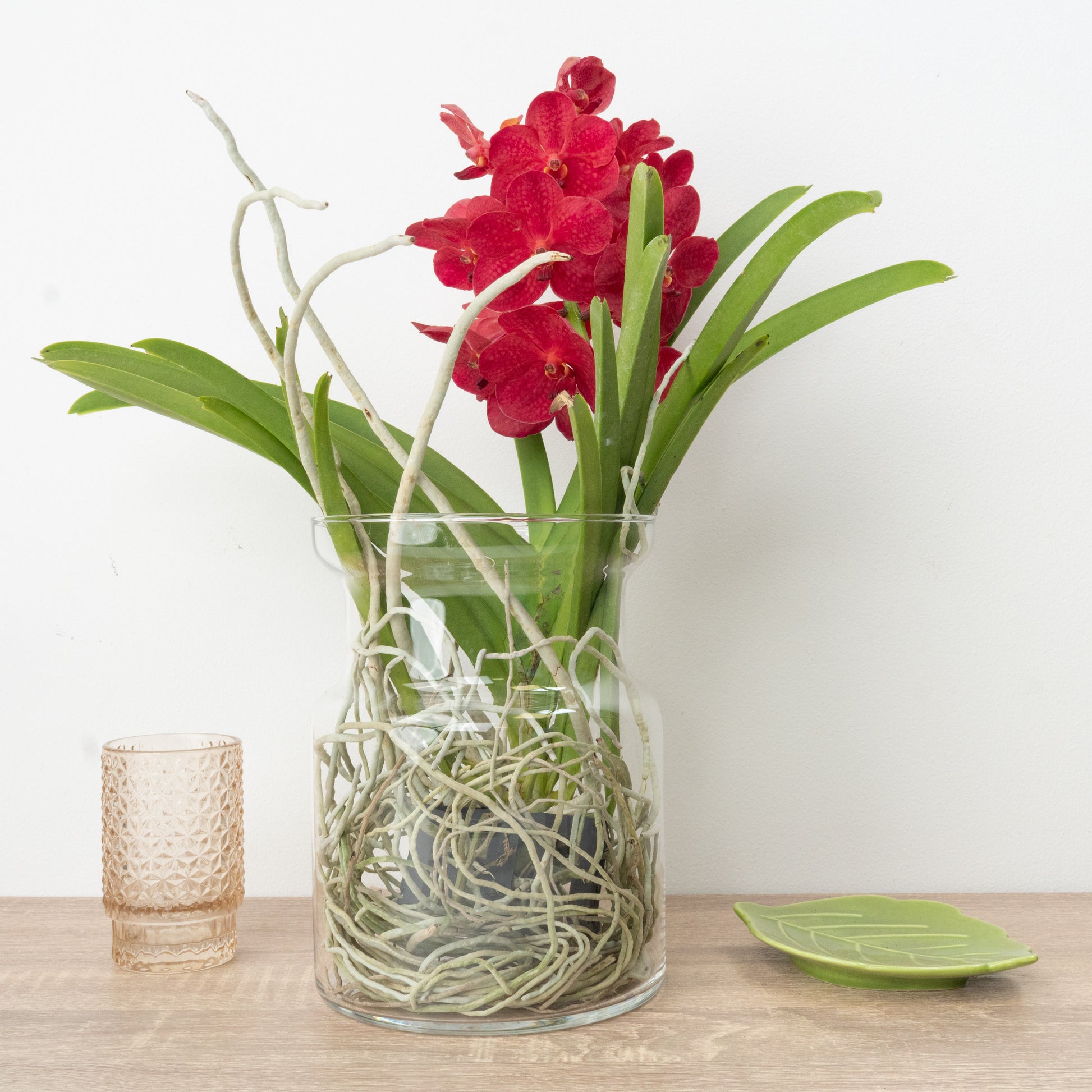 Vanda Orchid | Red