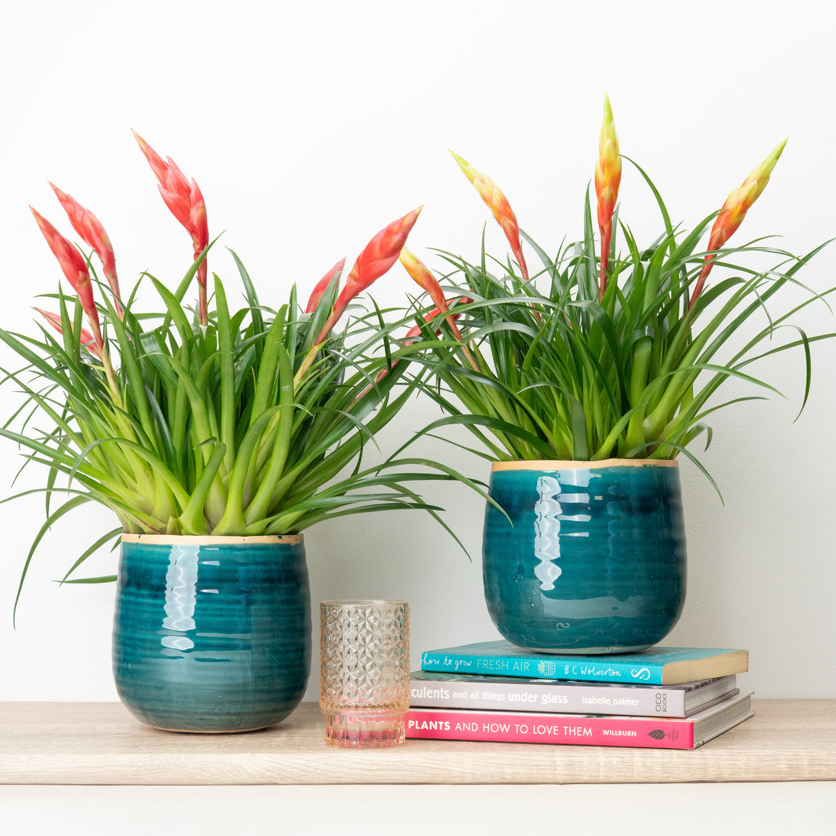 Vriesea Pair | Plant Bundle