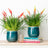 Plant Bundles
