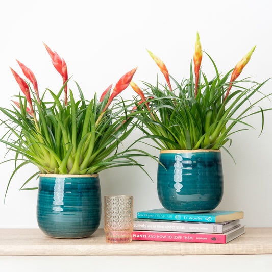 Vriesea Pair | Plant Bundle | 