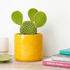 Bunny Ears Cactus | Pallida