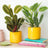 Plant Bundles