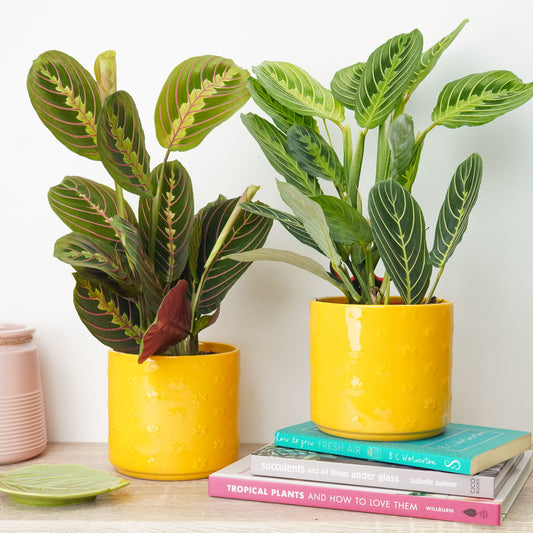 Prayer Pair Sunshine & Greenery | Plant Bundle | Easy Care Houseplants