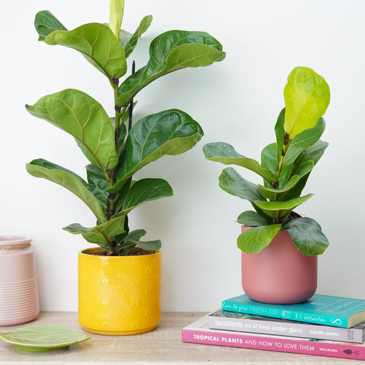 Fiddle Leaf Fig | Bambino | Indoor Plants On Sale