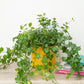 English Ivy | Green Ripple