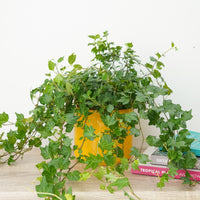 English Ivy | Green Ripple