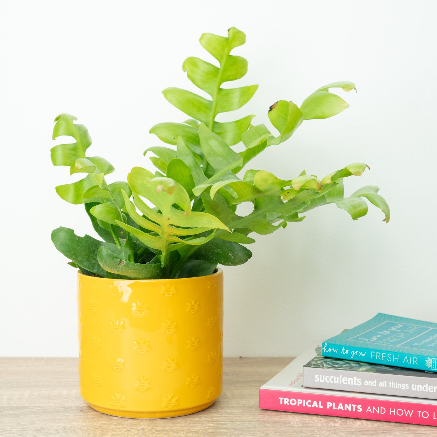 Fernleaf Cactus