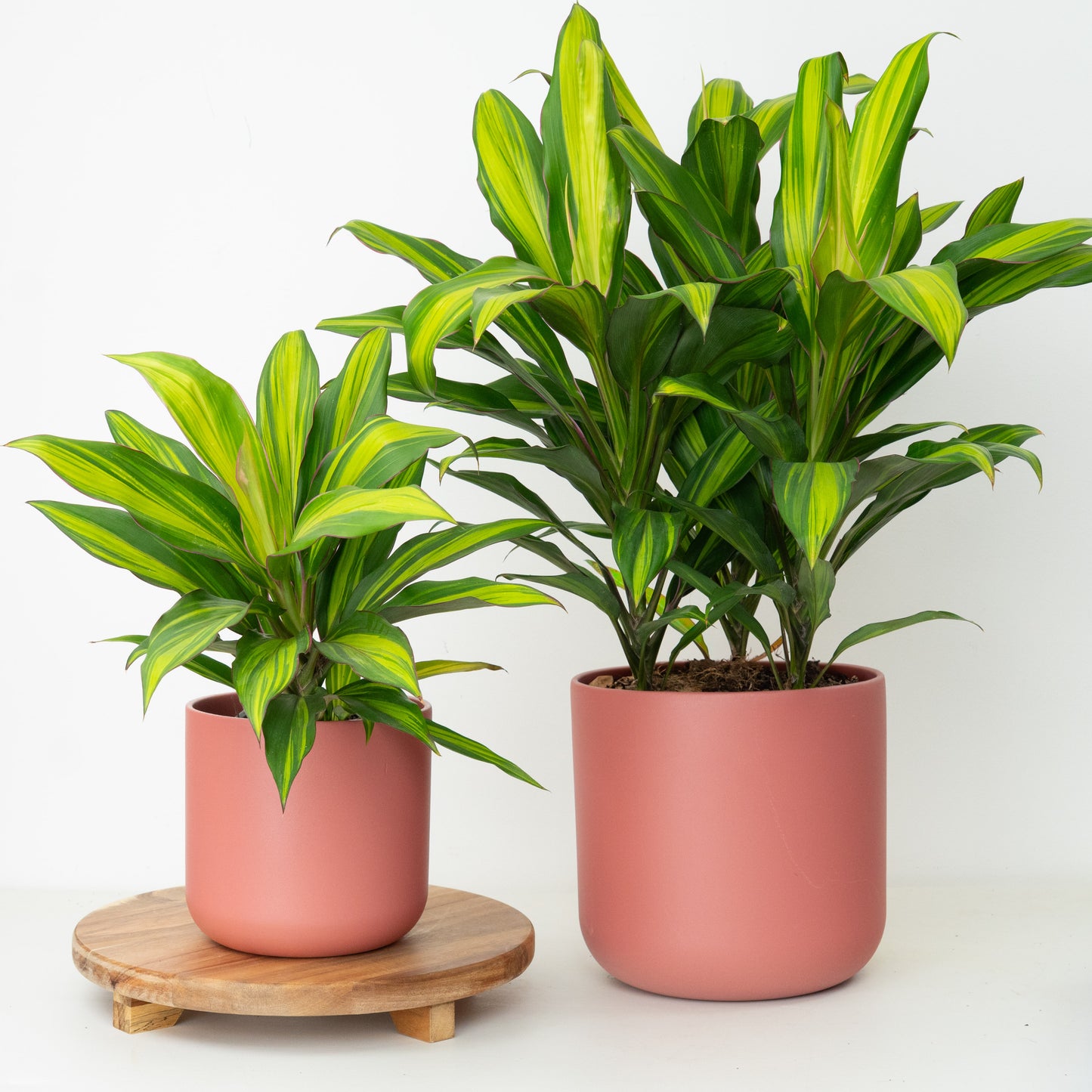 Good Luck Plant | Kiwi