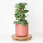 Silver Satin Pothos | Silvery Ann