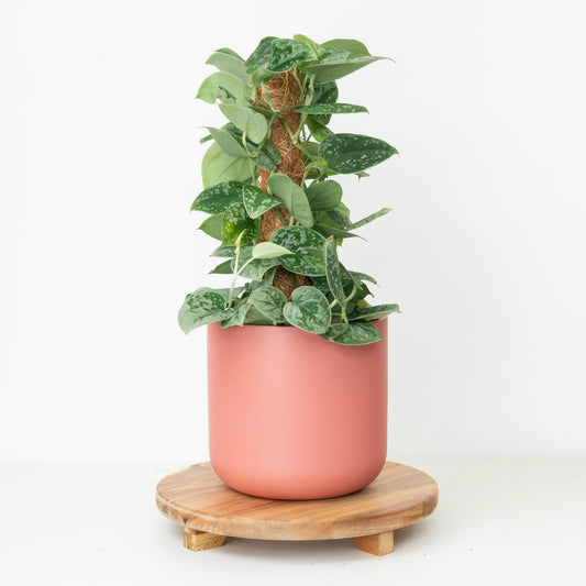 Silver Satin Pothos | Silvery Ann | 