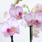 Phalaenopsis Orchid | Champagne