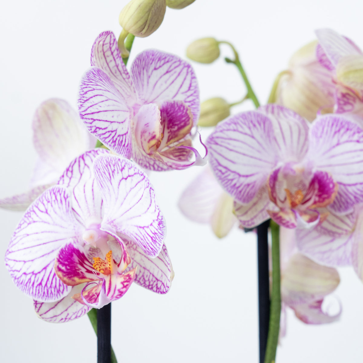 Phalaenopsis Orchid | Champagne