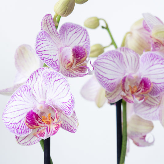 Phalaenopsis Orchid | Champagne | Orchid Plants