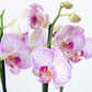 Phalaenopsis Orchid | Champagne