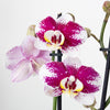 Phalaenopsis Orchid | Merlot