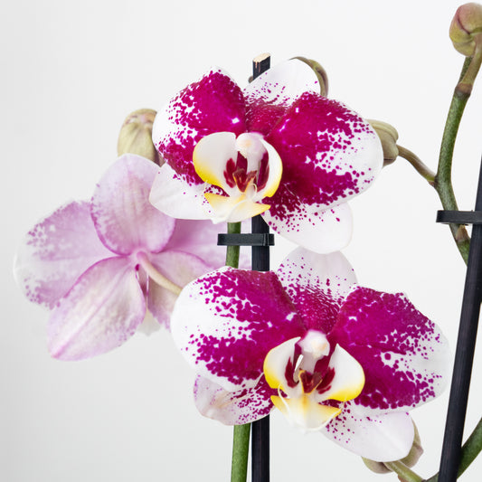 Phalaenopsis Orchid | Merlot | 