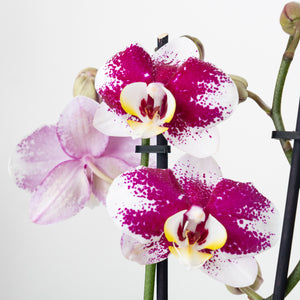 Phalaenopsis Orchid | Merlot - Indoor Plant