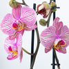 Phalaenopsis Orchid | Bellini