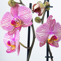Phalaenopsis Orchid | Bellini