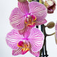 Phalaenopsis Orchid | Bellini