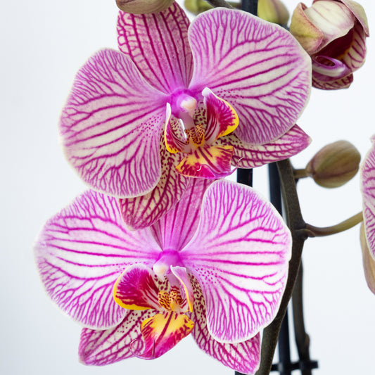 Phalaenopsis Orchid | Bellini | Potted Houseplants