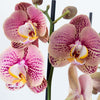 Phalaenopsis Orchid | Berger