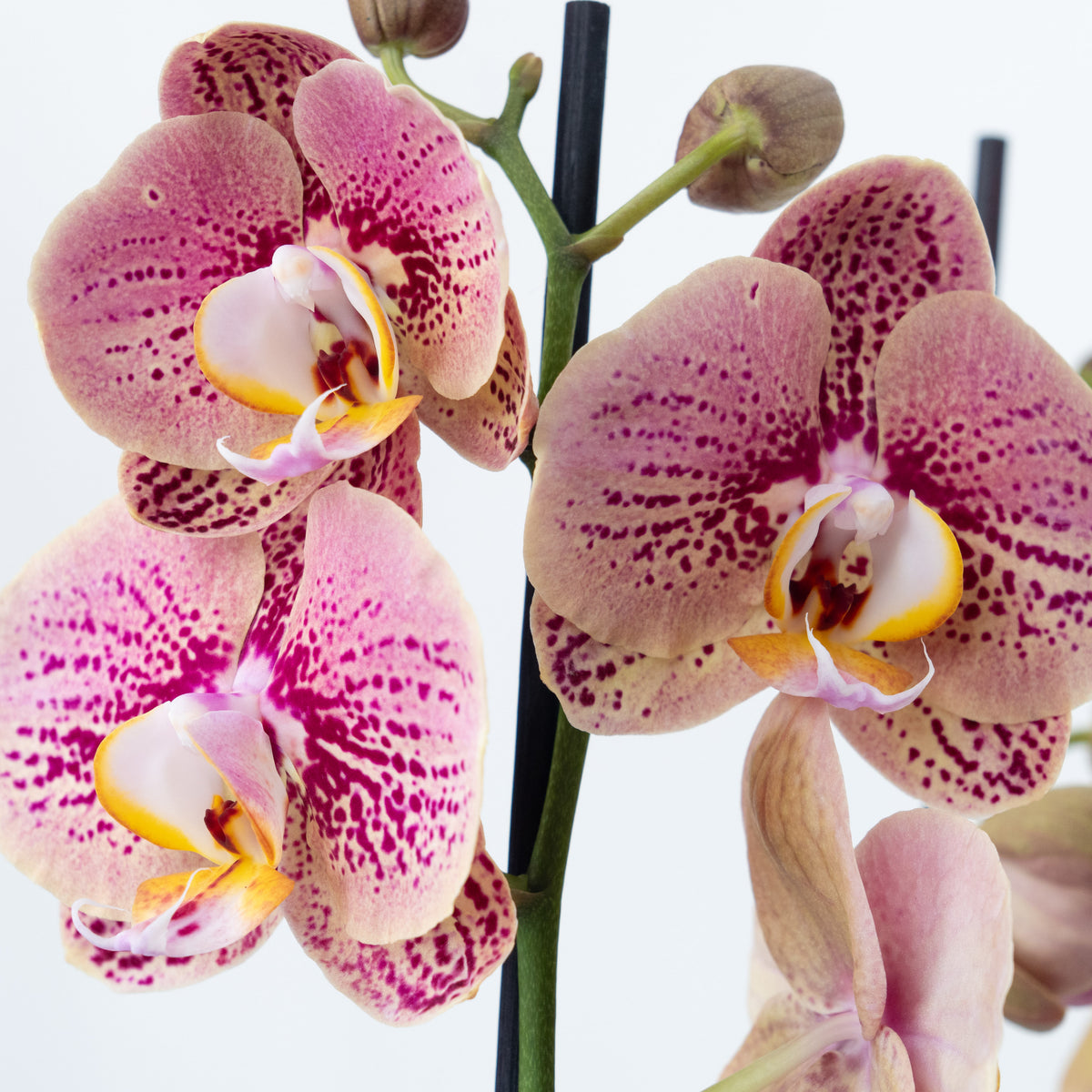 Phalaenopsis Orchid | Berger