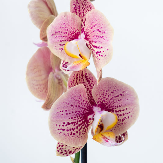 Phalaenopsis Orchid | Berger | Potted Houseplants