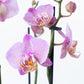 Phalaenopsis Orchid | Leopink