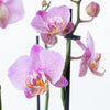 Phalaenopsis Orchid | Leopink