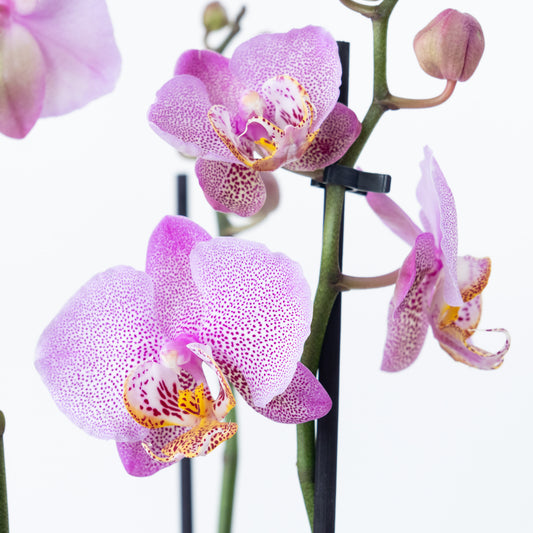 Phalaenopsis Orchid | Leopink | 