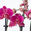 Phalaenopsis Orchid | Damson