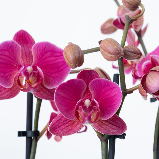 Phalaenopsis Orchid | Damson | 