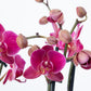 Phalaenopsis Orchid | Damson