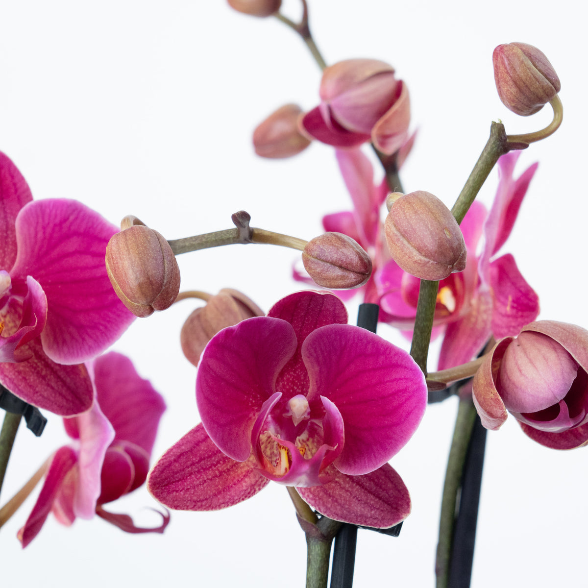 Phalaenopsis Orchid | Damson